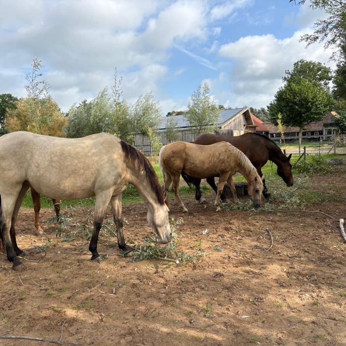 e809c0c6-562c-4dc8-8025-b43a5e2f71a6